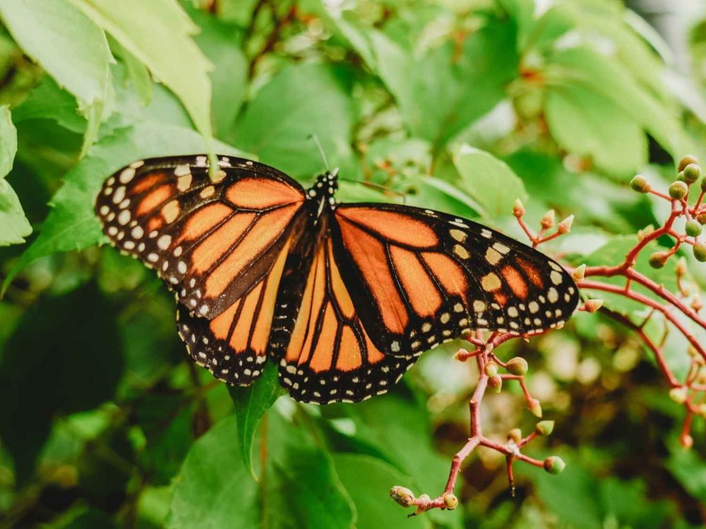 Mexico City Monarch Migration — FAIR TRAVEL