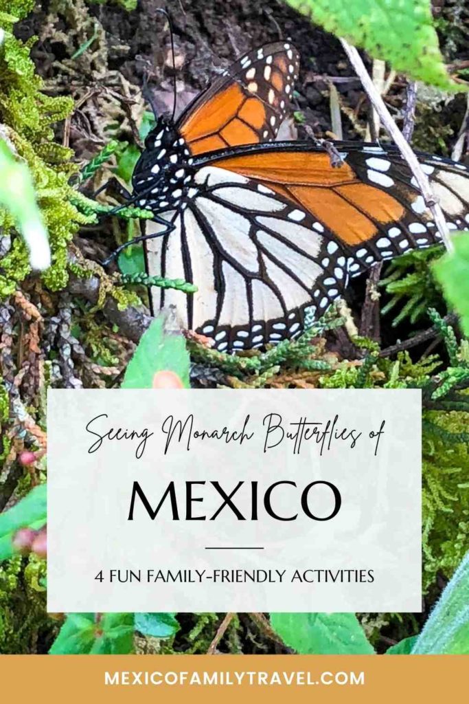 Michoacan Butterfly Tours: 4 Fun Ways To See The Monarch Butterflies of Mexico | Mexico Family Travel

Pinterest image of a monarch butterfly on top of moss and leaves, with text overlay