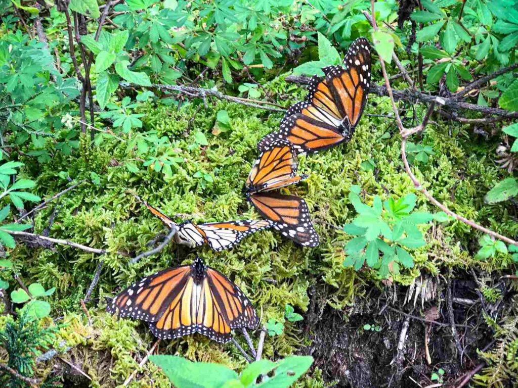 Image of monarch butterflies of Mexico sitting on top of moss