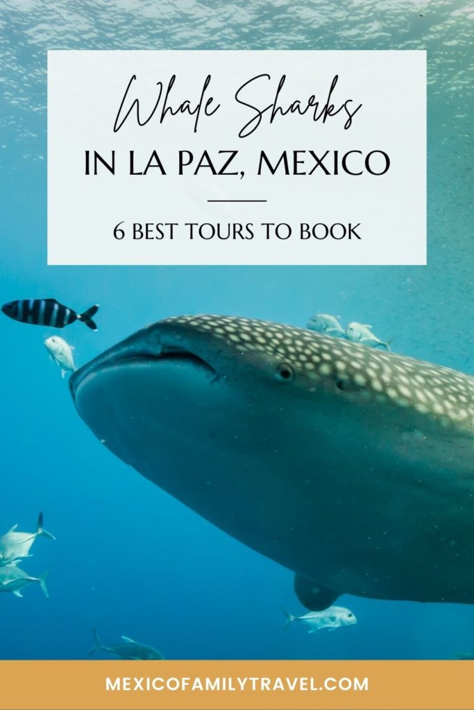 6 Best Tours To Book For Seeing Whale Sharks in Mexico | Mexico Family Travel

Pinterest image of a whale shark with fish and text overlay