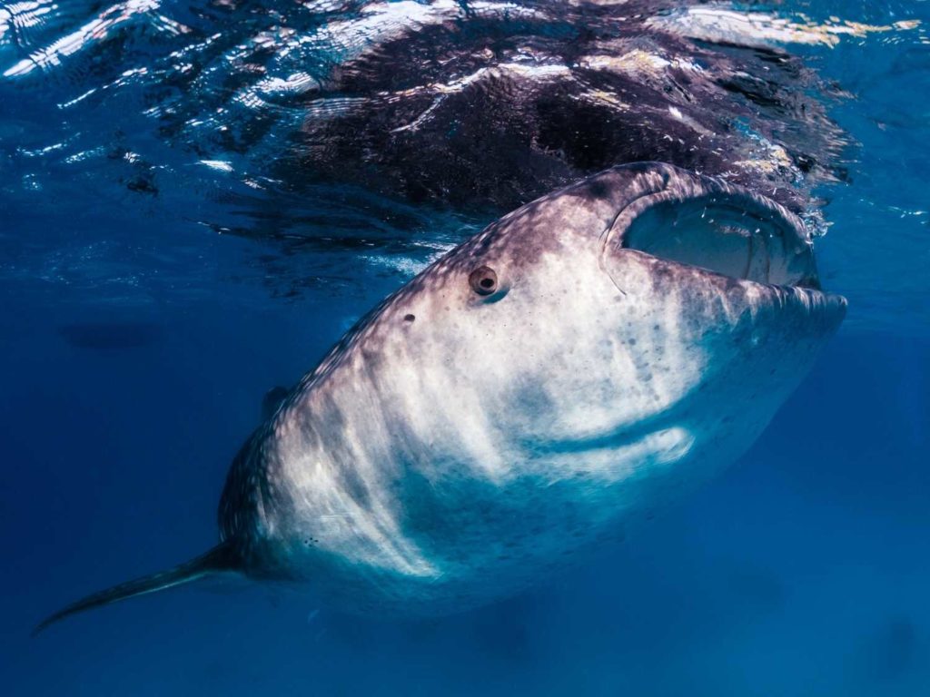la paz whale shark tours