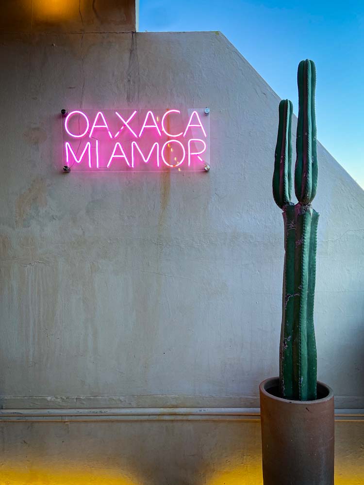 Image of a cactus in a pot in front of a wall with a pink neon sign that says "Oaxaca mi amor."