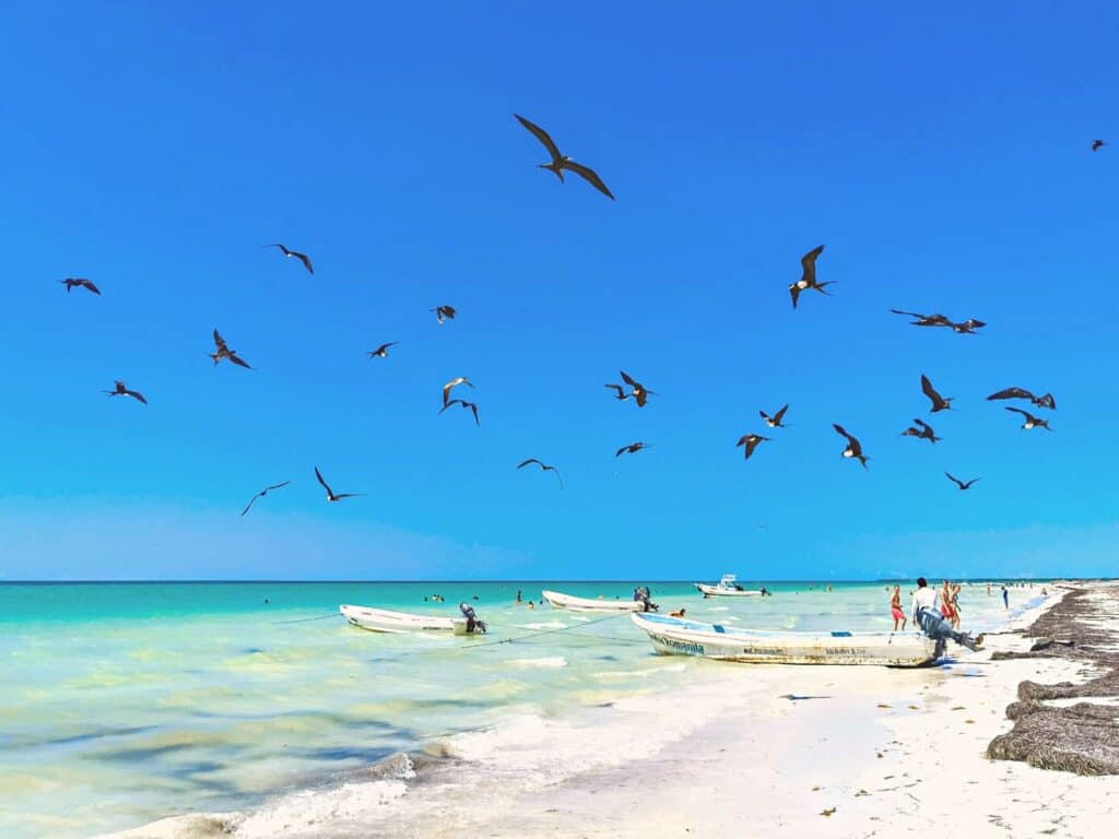 Birds flying above boats on a beach.